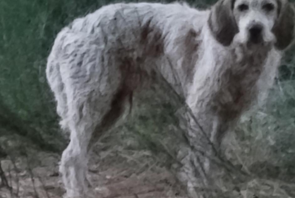 Fundmeldung Hund Unbekannt Bauduen Frankreich