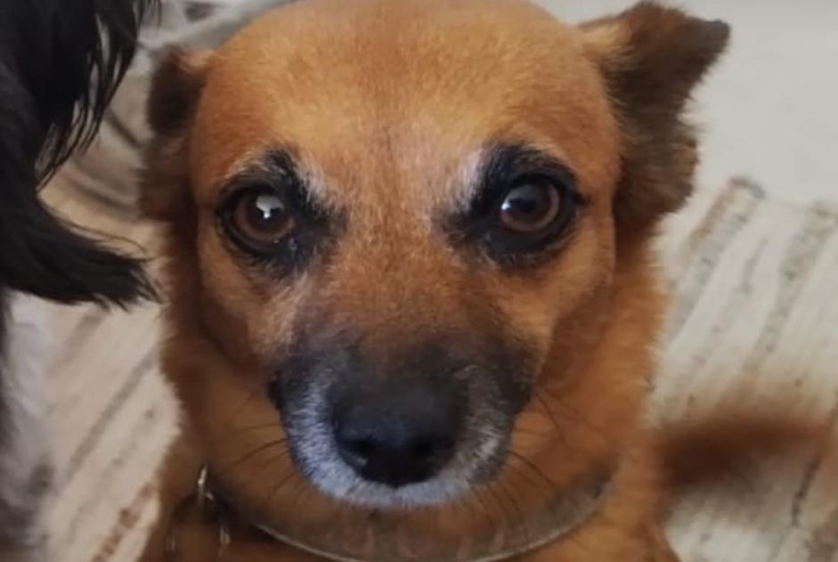 Vermisstmeldung Hund rassenmischung Weiblich , 9 jahre Le Pradet Frankreich