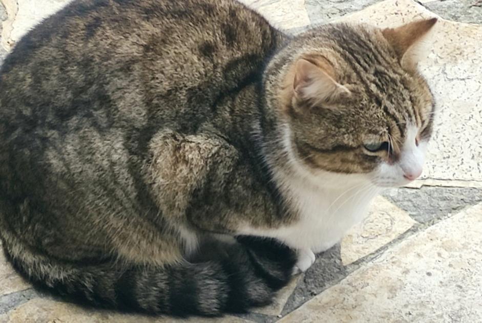 Fundmeldung Katze Unbekannt Toulon Frankreich