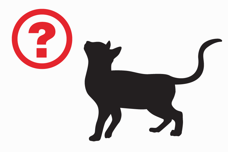 Vermisstmeldung Katze  Männliche , 9 jahre Gonfaron Frankreich