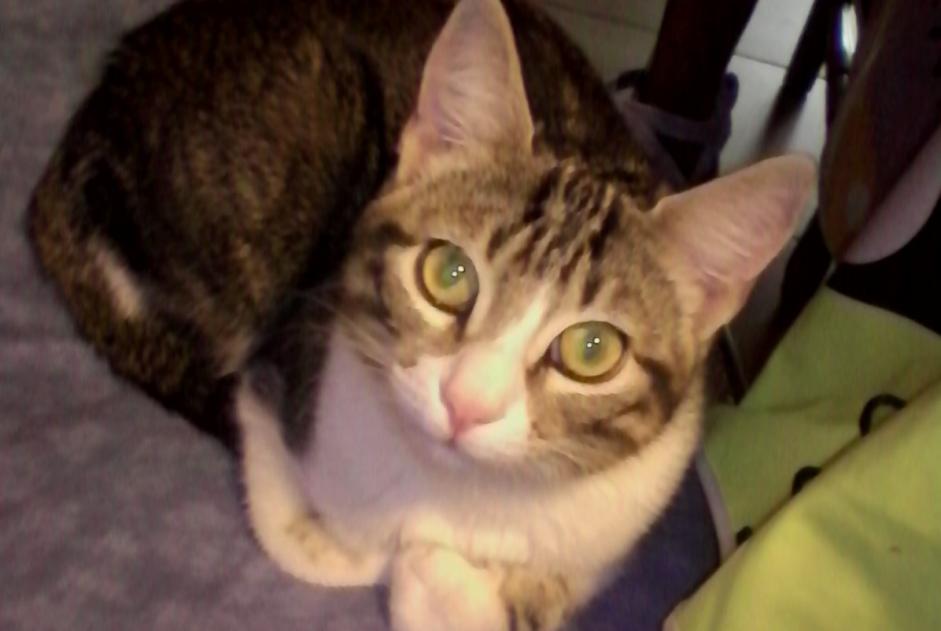Vermisstmeldung Katze rassenmischung Männliche , 8 jahre La Crau Frankreich