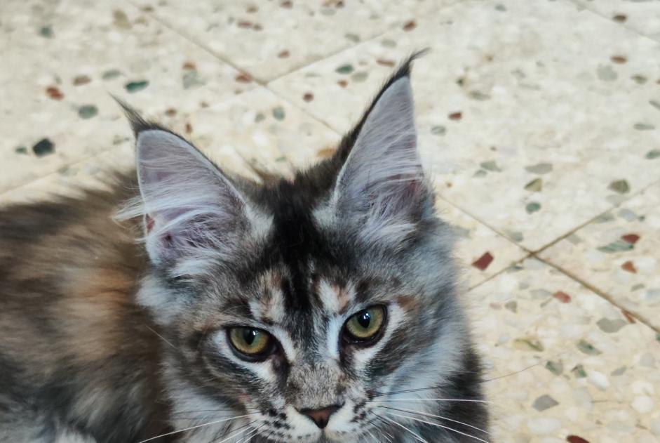 Vermisstmeldung Katze  Weiblich , 1 jahre Saint-Raphaël Frankreich