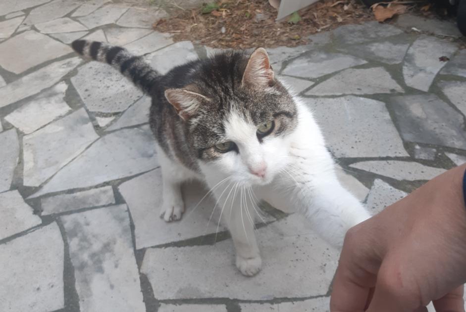 Vermisstmeldung Katze  Männliche , 12 jahre Toulon Frankreich