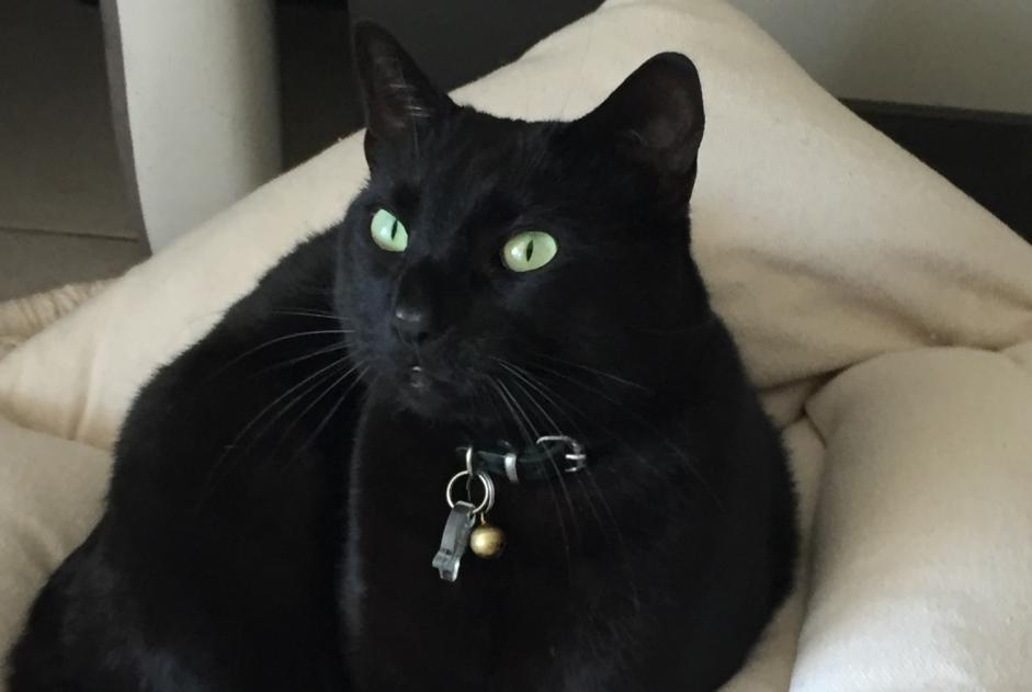 Vermisstmeldung Katze rassenmischung Männliche , 10 jahre La Crau Frankreich