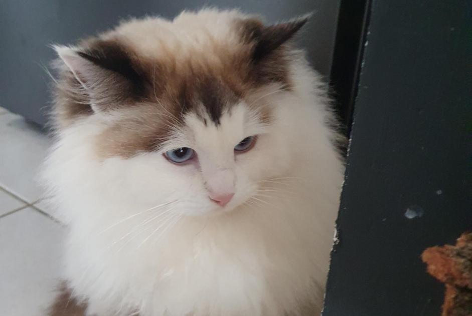 Vermisstmeldung Katze  Weiblich , 7 jahre Fayence Frankreich