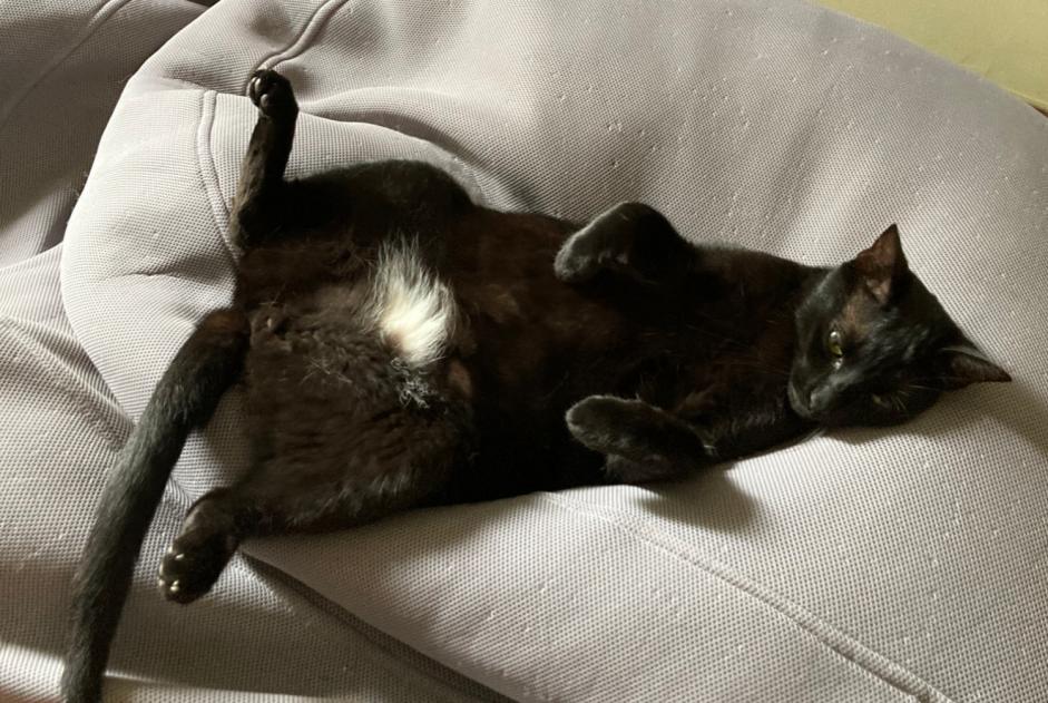 Vermisstmeldung Katze Männliche , 3 jahre Toulon Frankreich