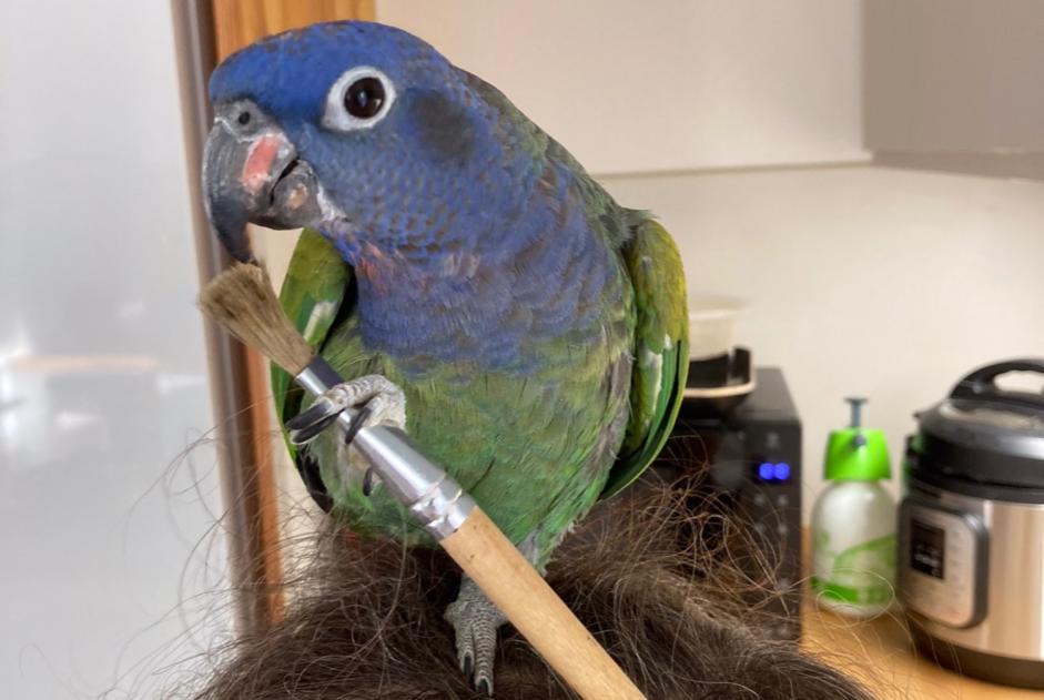 Vermisstmeldung Vogel Männliche , 2025 jahre La Valette-du-Var Frankreich Vermisstmeldung Vogel Männliche , 2025 jahre La Valette-du-Var Frankreich