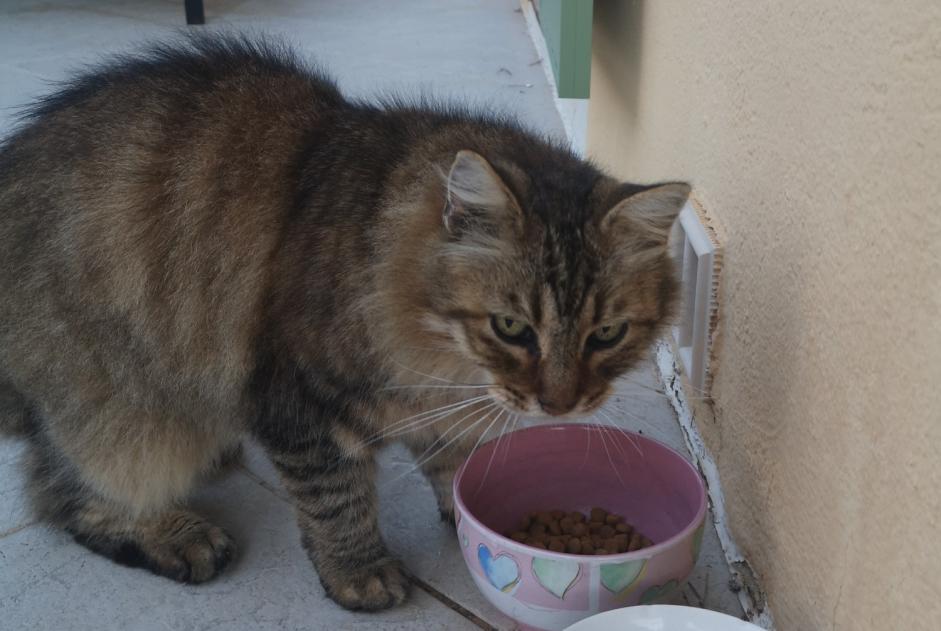 Discovery alert Cat Unknown Draguignan France