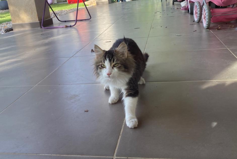 Discovery alert Cat Female Hyères France