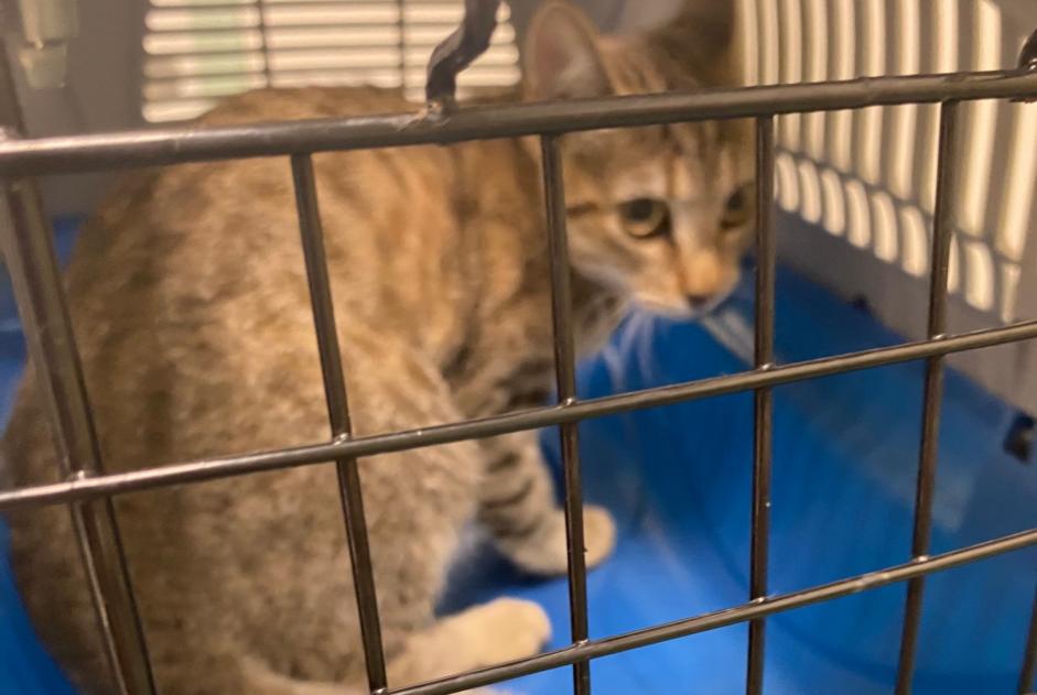 Discovery alert Cat Female , Between 7 and 9 months Toulon France