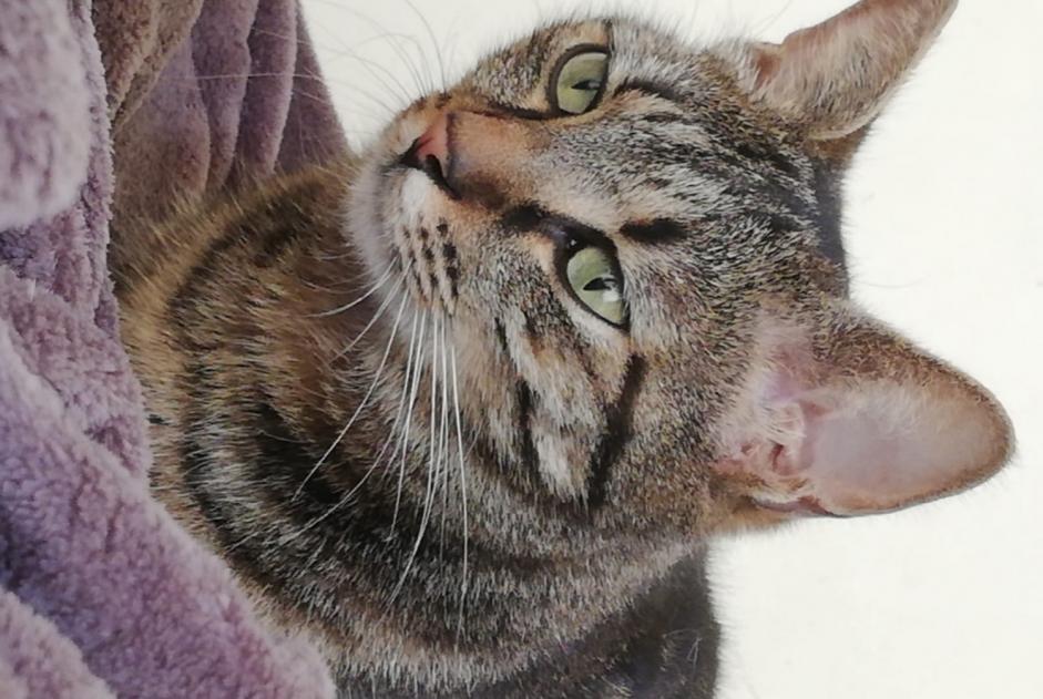 Disappearance alert Cat  Male , 5 years La Valette-du-Var France