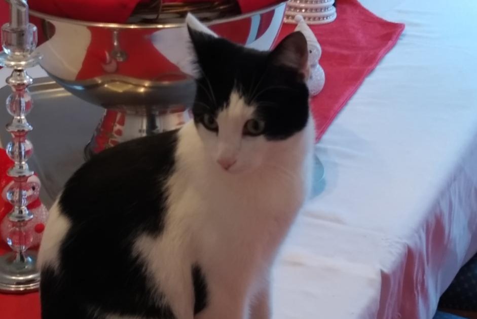 Disappearance alert Cat Male , 1 years Belgentier France
