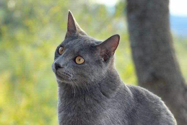 Disappearance alert Cat miscegenation Male , 1 years Montauroux France