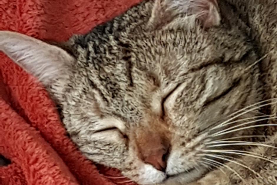 Disappearance alert Cat miscegenation Female , 3 years La Garde France