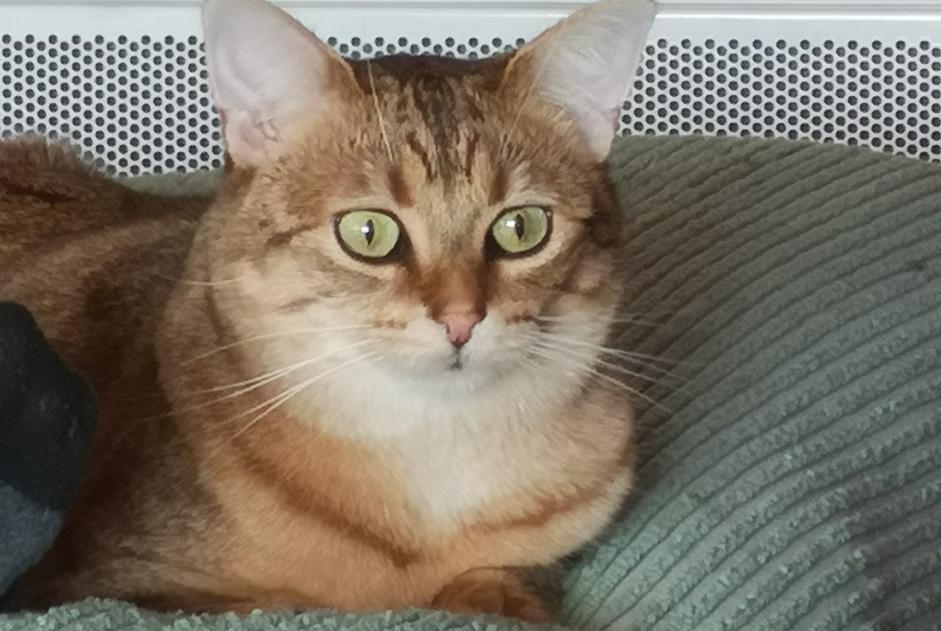 Disappearance alert Cat miscegenation Female , 4 years Sainte-Maxime France