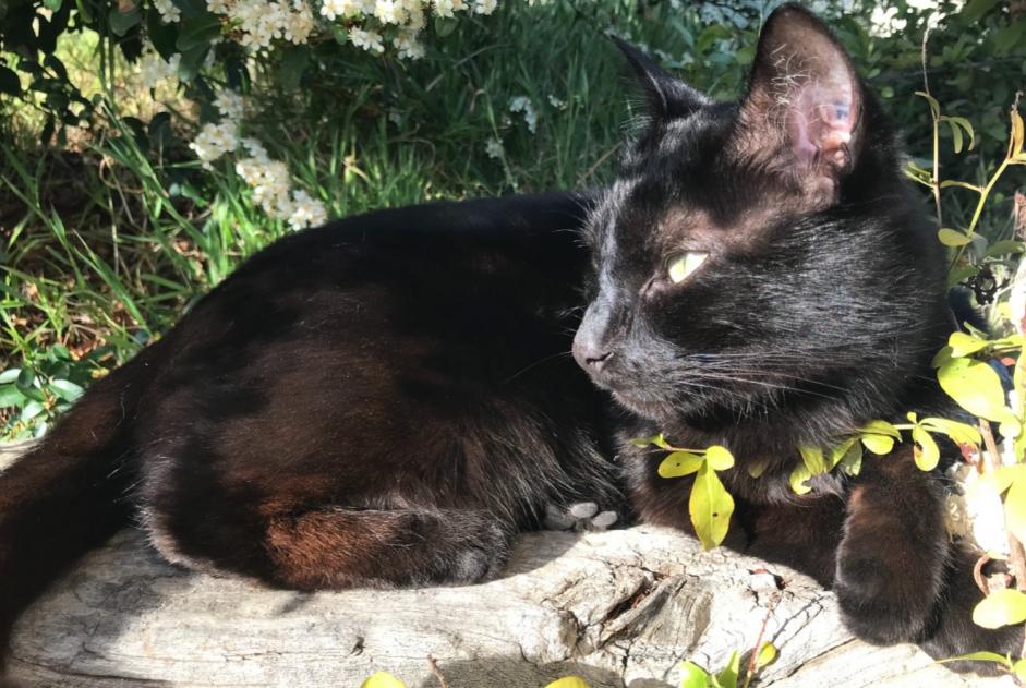 Disappearance alert Cat  Male , 13 years Bormes-les-Mimosas France