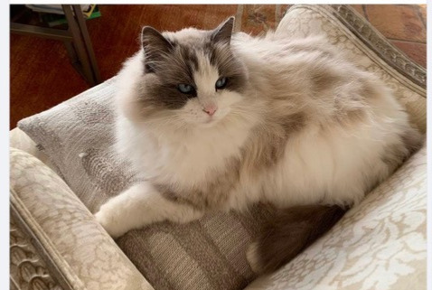 Disappearance alert Cat  Male , 11 years Sainte-Maxime France