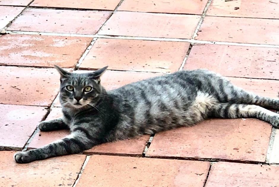 Disappearance alert Cat miscegenation Male , 3 years Toulon France