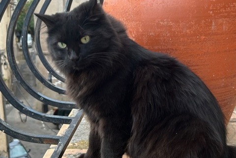 Disappearance alert Cat miscegenation Male , 4 years Saint-Raphaël France