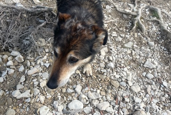 Discovery alert Dog miscegenation Female Sigonce France