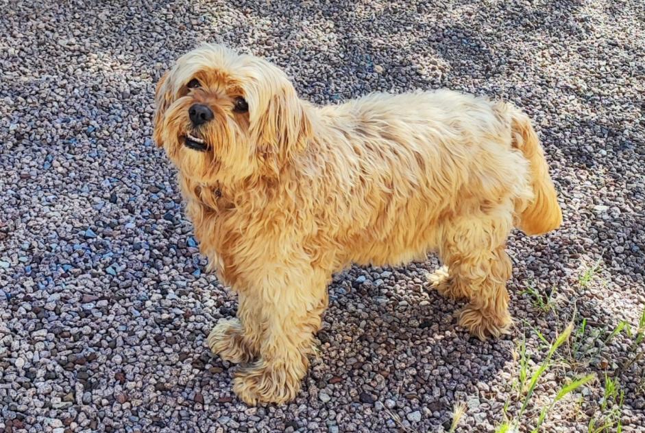 Discovery alert Dog miscegenation Male Le Muy France