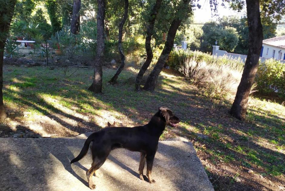 Discovery alert Dog Female Le Val France