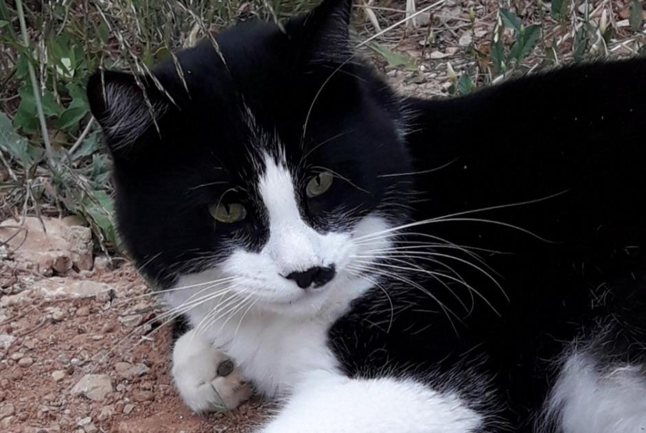 Alerta de Desaparición Gato  Macho , 4 años La Cadière-d'Azur Francia