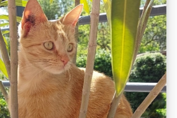 Alerte Disparition Chat Femelle , 3 ans Le Pradet France Alerte Disparition Chat Femelle , 3 ans Le Pradet France