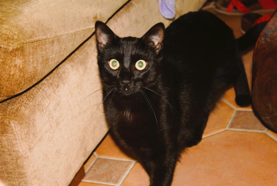 Alerte Disparition Chat Mâle , 8 ans Le Beausset France Alerte Disparition Chat Mâle , 8 ans Le Beausset France