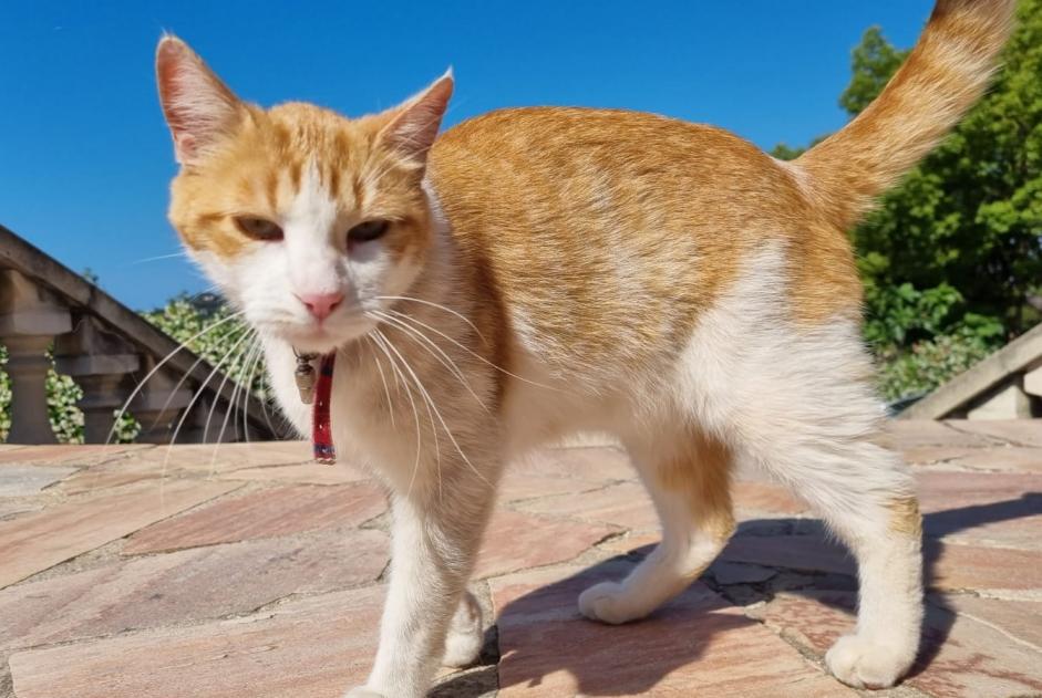 Alerte Disparition Chat Mâle , 6 ans La Garde France Alerte Disparition Chat Mâle , 6 ans La Garde France