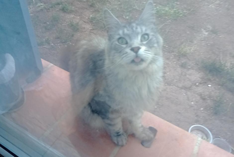 Alerte Découverte Chat  Inconnu Toulon France