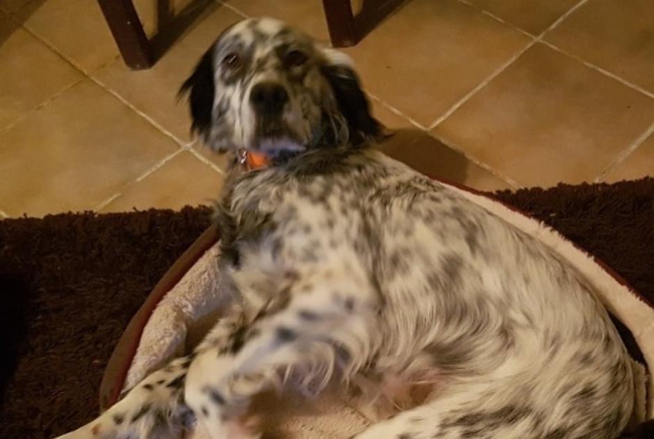 Alerte Disparition Chien  Femelle , 9 ans Mons France