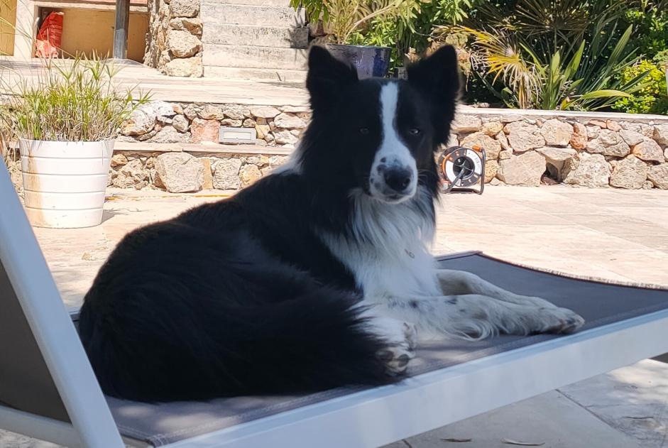 Alerte Disparition Chien  Mâle , 2 ans Le Beausset France
