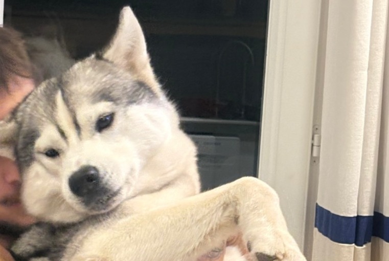 Alerte Disparition Chien  Femelle , 3 ans La Garde France