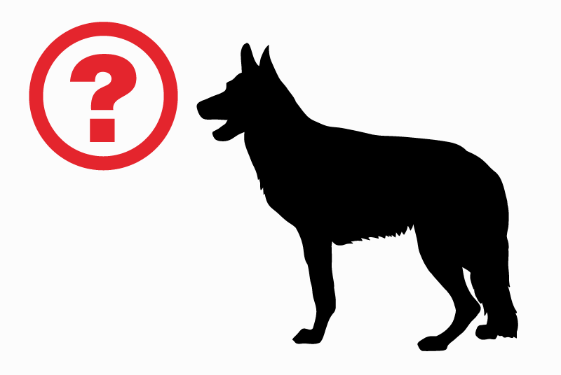 Alerte Disparition Chien croisement Femelle , 14 ans Le Muy France Alerte Disparition Chien croisement Femelle , 14 ans Le Muy France