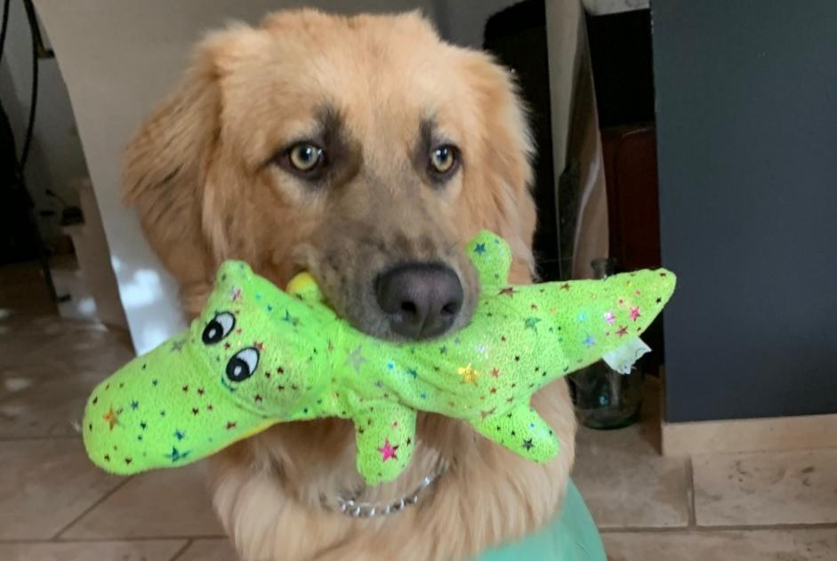 Alerte Disparition Chien croisement Femelle , 0 ans Ollioules France Alerte Disparition Chien croisement Femelle , 0 ans Ollioules France