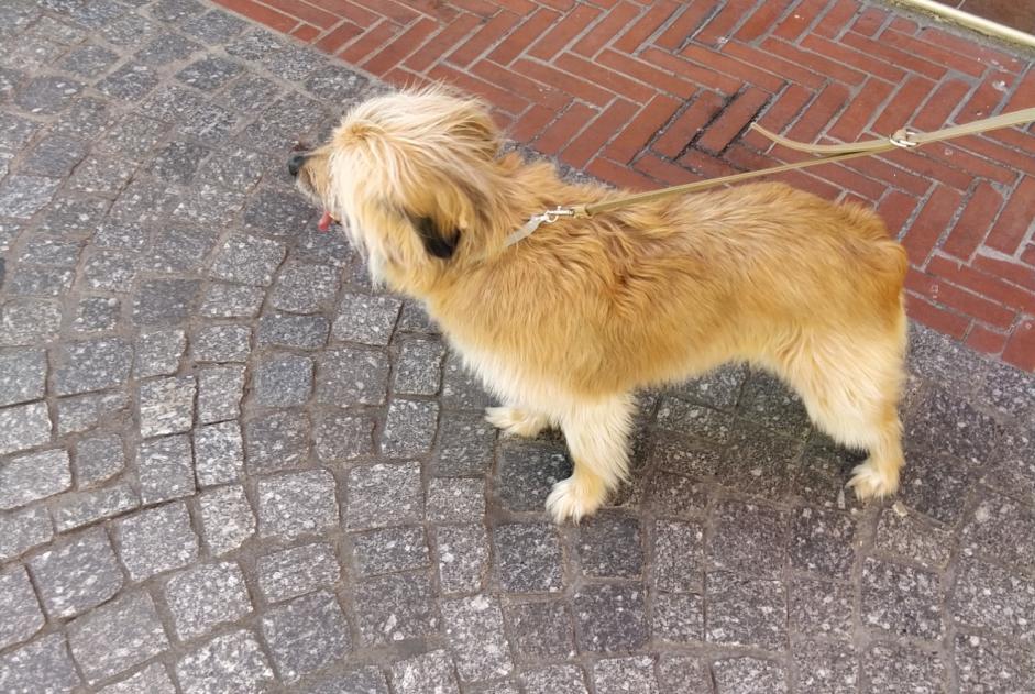 Alerte Découverte Chien Femelle Sanary-sur-Mer France