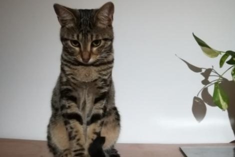 Avviso scomparsa Gatto  Maschio , 5 anni Allauch Francia