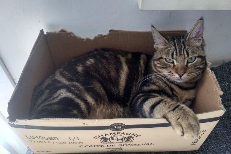 Avviso scomparsa Gatto incrocio di razze Maschio , 3 anni Forcalqueiret Francia