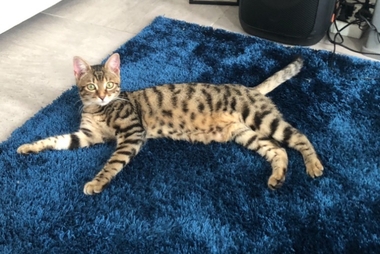 Avviso scomparsa Gatto  Femmina , 2 anni Fréjus Francia