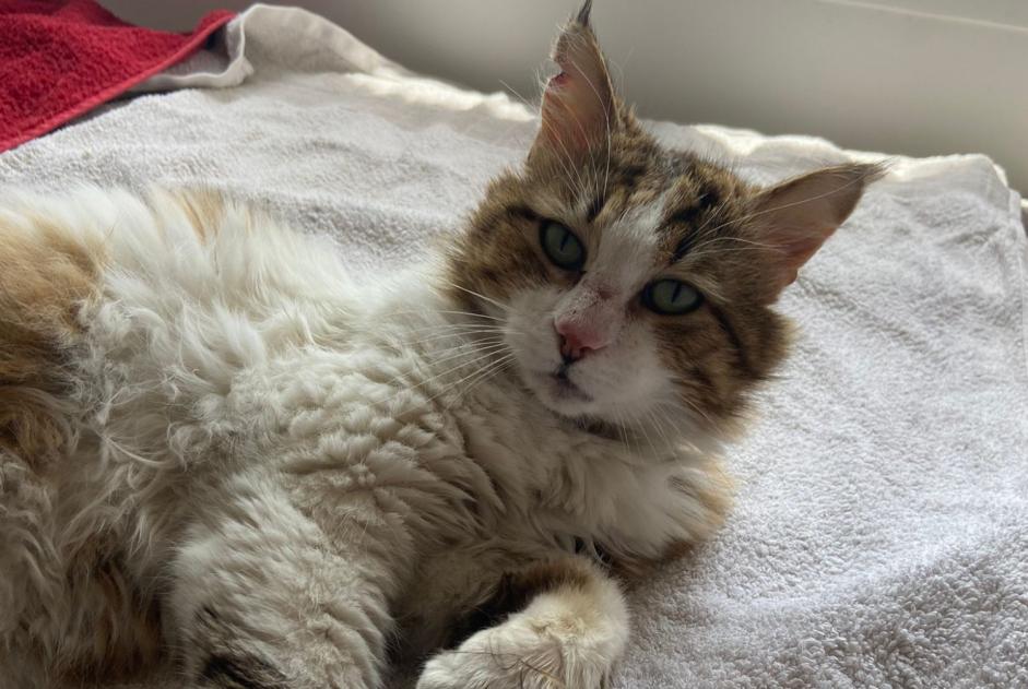 Avviso Ritrovamento Gatto incrocio di razze Maschio , 7 anni Toulon Francia