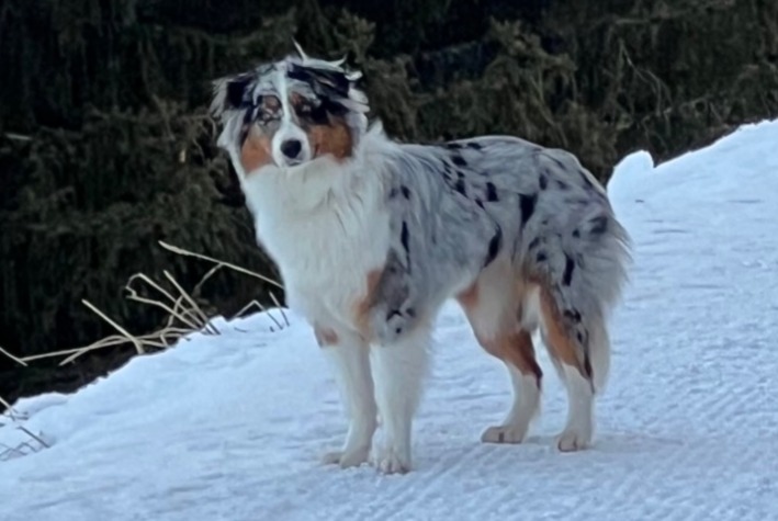 Verdwijningsalarm Hond  Vrouwtje , 1 jaar Le Plan-de-la-Tour Frankrijk