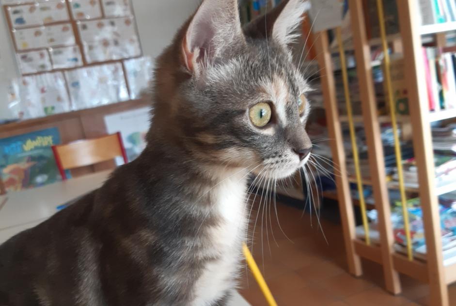 Ontdekkingsalarm Kat Vrouwtje Roquebrune-sur-Argens Frankrijk