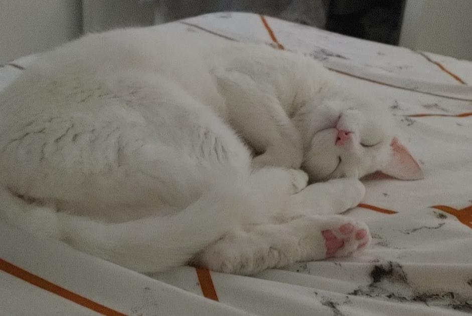 Verdwijningsalarm Kat Mannetje , 2 jaar La Seyne-sur-Mer Frankrijk