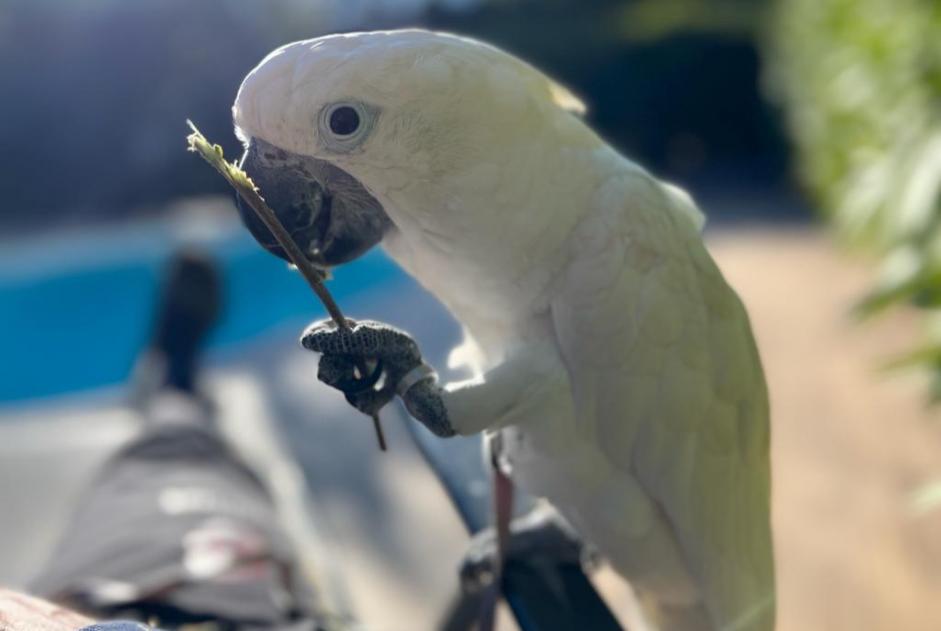 Verdwijningsalarm Vogel Mannetje , 2023 jaar Saint-Raphaël Frankrijk