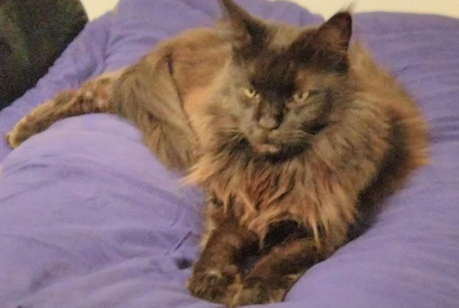 Alerta desaparecimento Gato  Fêmea , 9 anos Le Beausset France