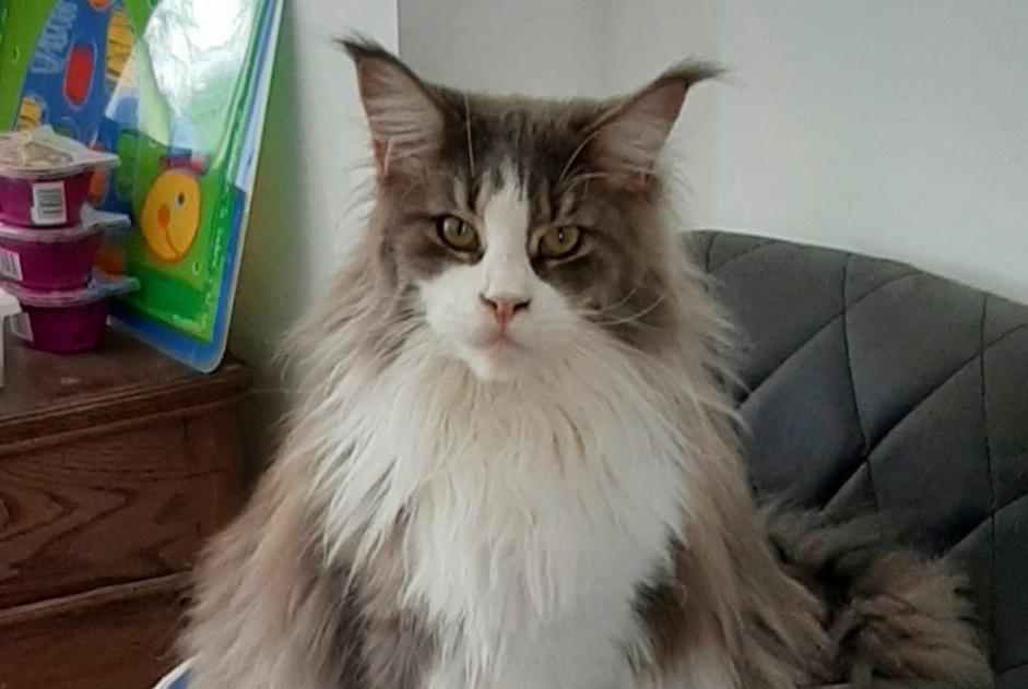 Alerta desaparecimento Gato Macho , 1 anos La Londe-les-Maures France