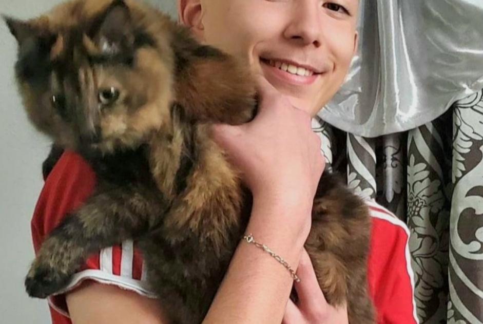 Alerta desaparecimento Gato cruzamento Fêmea , 2 anos Brignoles France