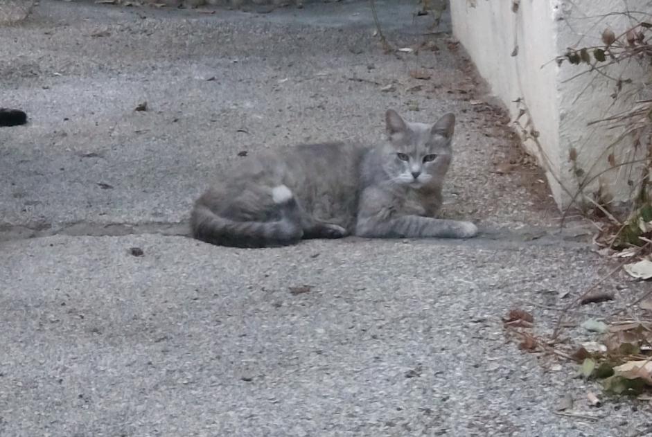 Alerta descoberta Gato Fêmea Toulon France